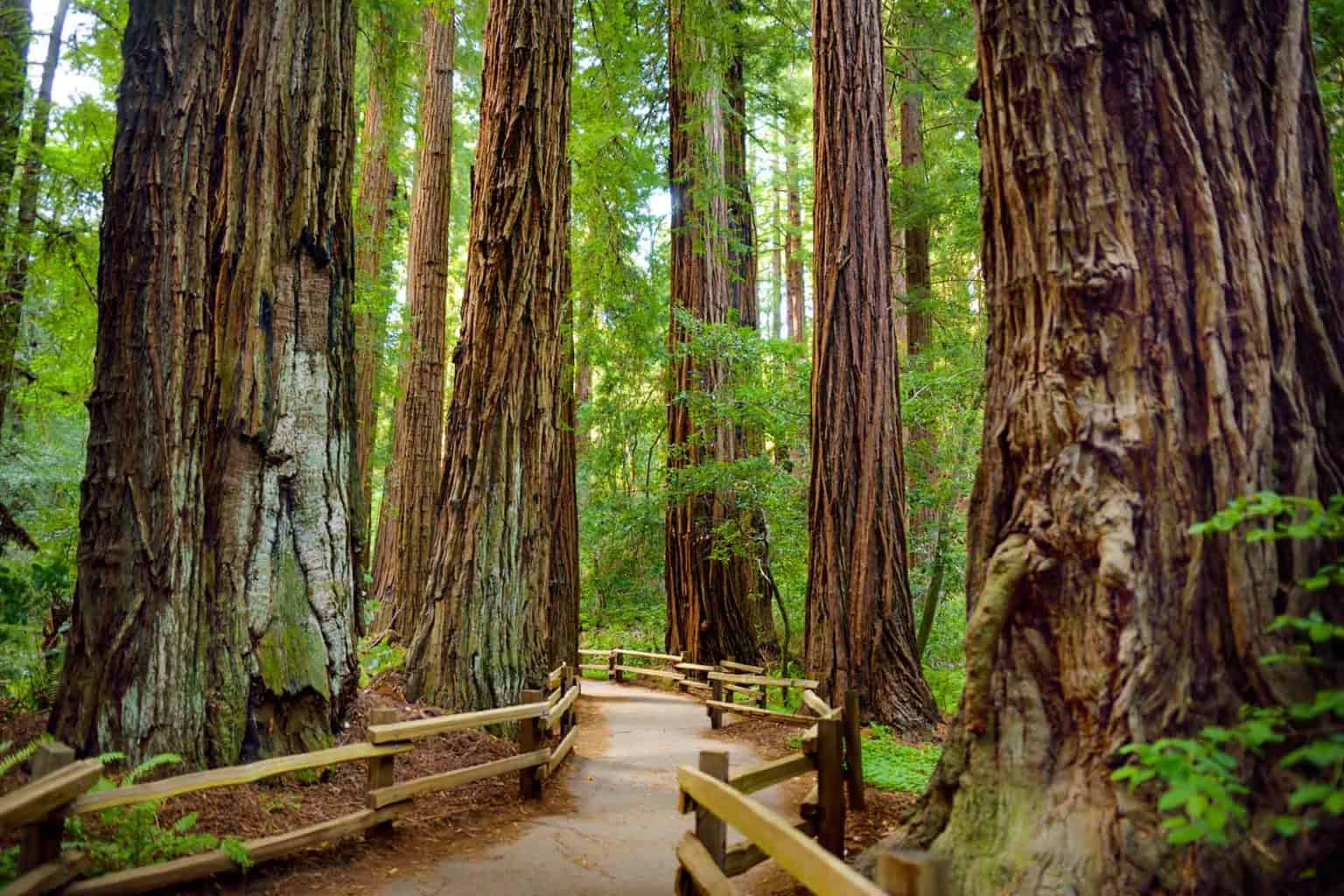 Stanislaus National Forest: A Unique and Quiet Alternative to Yosemite ...